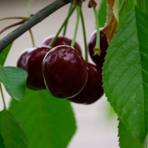 Čerešňa vtáčia (Prunus avium) ´STELLA´ - stredne skorá, výška: 180-200 cm, voľnokorenná 