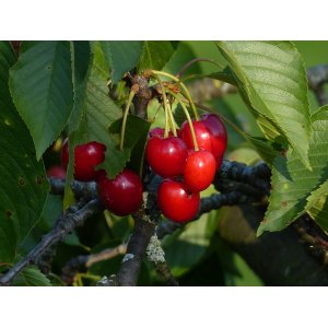 Čerešňa vtáčia (Prunus avium) ´SUMMIT´ - stredne skorá, výška: 150-170 cm, obvod kmeňa: 4/6 cm, kont. C6L