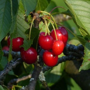 Čerešňa vtáčia (Prunus avium) ´SUMMIT´ - stredne skorá, výška: 150-170 cm, obvod kmeňa: 4/6 cm, kont. C6L