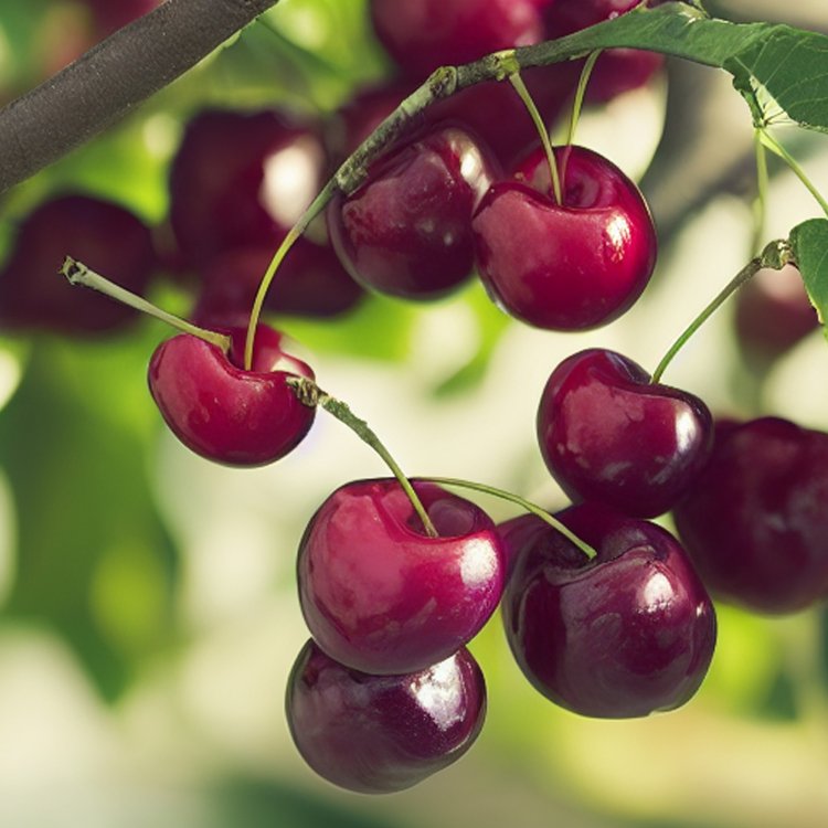 Čerešňa vtáčia (Prunus avium) ´TECHLOVAN´ - stredne skorá, výška: 150-180 cm, voľnokorenná