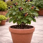 Černica nepichľavá (Rubus fruticosus) ´LOWBERRY LITTLE BLACK PRINCE´® - výška 30-40 cm, kont. C1L - NÍZKO RASTÚCA ODRODA