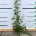 Černica nepichľavá, veľkoplodá (Rubus fruticosus) ´THORN FREE´ - výška 100-150 cm, kont. C2L, skorá