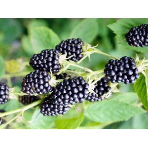 Černica nepichľavá, veľkoplodá (Rubus fruticosus) ´LOCH NESS´ - skorá 90-120 cm, kont. C1.5L