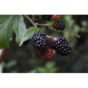 Černica nepichľavá - beztŕňová, veľkoplodá (Rubus fruticosus) ´THORN FREE´ - výška 30-50 cm, kont. C1.5L/C2L, skorá