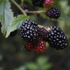 Černica nepichľavá, veľkoplodá (Rubus fruticosus) ´THORN FREE´ - výška 100-150 cm, kont. C2L, skorá