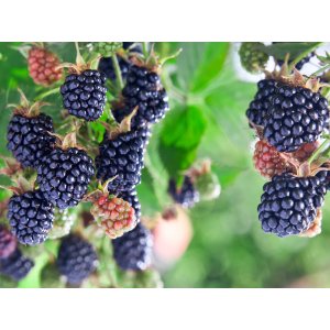 Černica nepichľavá - beztŕňová (Rubus fruticosus) ´TRIPLE CROWN´ - výška 20-30 cm, kont. P9, stredne skorá