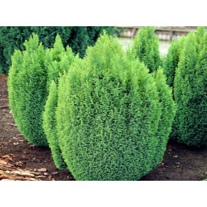 Cypruštek Lawsonov (Chamaecyparis lawsoniana)  ´ELLWOODI GOLD´ - výška 20-40 cm, kont. C2L