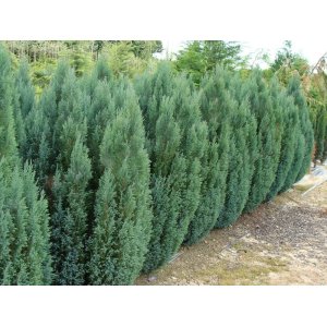 Cypruštek Lawsonov (Chamaecyparis lawsoniana) ´ELLWOODII´ - výška 20-30 cm, kont. C2L