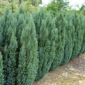 Cypruštek Lawsonov (Chamaecyparis lawsoniana) ´ELLWOODII´ - výška: 20-30 cm, kont. C2L