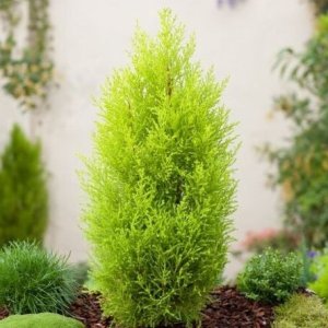 Cypruštek Lawsonov - (Chamaecyparis lawsoniana)  ´ELLWOODI GOLD´ - výška 20-40 cm, kont. C2L