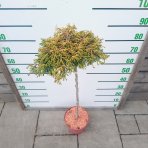 Cypruštek tupolistý (Chamaecyparis obtusa) ´GITTE´ - výška 15-25 cm, kont. C5L - NA KMIENKU