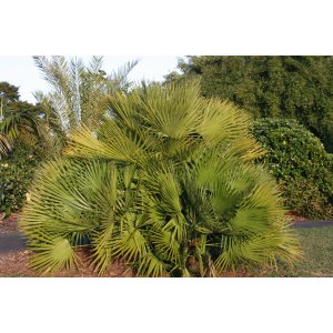Palmička nízka (Chamaerops Humilis) - výška 40-60 cm, kont. C1.5L (-14°C)