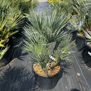 Palmička nízka (Chamaerops Humilis) ´CERIFERA´ (-17°C) výška kmeňa 10-20 cm, celková výška 60-90 cm, kont. C25L