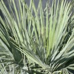 Palmička nízka (Chamaerops Humilis) ´CERIFERA´ (-17°C) výška kmeňa 10-20 cm, celková výška 60-90 cm, kont. C25L