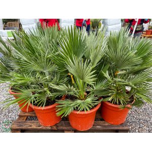 Palmička nízka (Chamaerops humilis) ´VULCANO´, výška: 50-70 cm, kont. C20L (-14°C)