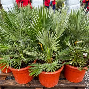 Palmička nízka (Chamaerops humilis) ´VULCANO´, výška: 50-70 cm, kont. C20L (-14°C)