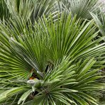 Palmička nízka (Chamaerops humilis) ´VULCANO´, výška: 50-70 cm, kont. C20L (-14°C)
