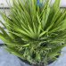 Palmička nízka (Chamaerops humilis) ´VULCANO´ - výška 30-50 cm, kont. C7/10L (-14°C)