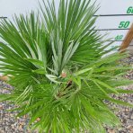 Palmička nízka (Chamaerops humilis) ´VULCANO´, výška: 50-70 cm, kont. C20L (-14°C)