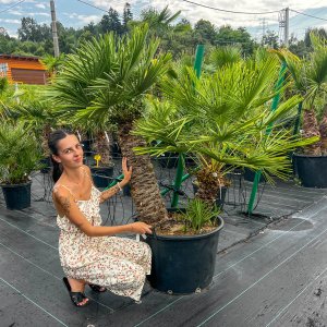 Palmička nízka (Chamaerops Humilis) výška kmeňa 80-100 cm, celková výška 140-180 cm, kont. C100L (-14°C) 