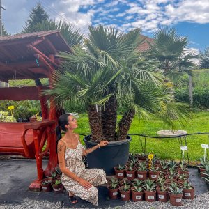 Palmička nízka (Chamaerops Humilis) - výška kmeňa 100-140 cm, celková výška 170-190 cm, kont. C160L (-14°C)