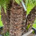 Palmička nízka (Chamaerops Humilis) - výška kmeňa 100-140 cm, celková výška 170-190 cm, kont. C160L (-14°C)