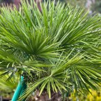 Palmička nízka (Chamaerops Humilis) výška kmeňa 80-100 cm, celková výška 140-180 cm, kont. C100L (-14°C) 