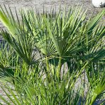 Palmička nízka (Chamaerops Humilis) - výška kmeňa 20-40 cm, celková výška 90-120 cm (-14°C) 