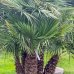 Palmička nízka (Chamaerops Humilis) - výška kmeňa 100-140 cm, celková výška 170-190 cm, kont. C160L (-14°C)