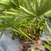 Palmička nízka (Chamaerops Humilis) výška kmeňa 80-100 cm, celková výška 140-180 cm, kont. C100L (-14°C) 