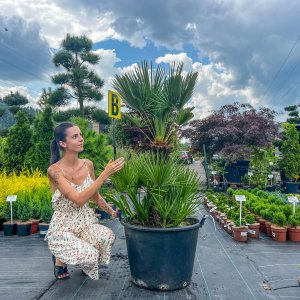 Palmička nízka (Chamaerops Humilis) - výška kmeňa 50-60 cm, celková výška 120-150 cm, kont. C80L (-14°C) 