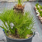 Palmička nízka (Chamaerops Humilis) - výška kmeňa 50-60 cm, celková výška 120-150 cm, kont. C80L (-14°C) 