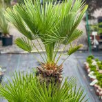 Palmička nízka (Chamaerops Humilis) - výška kmeňa 50-60 cm, celková výška 120-150 cm, kont. C80L (-14°C) 