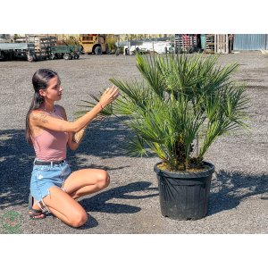 Palmička nízka (Chamaerops Humilis) - výška kmeňa 20-40 cm, celková výška 90-120 cm (-14°C) 