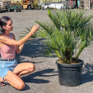 Palmička nízka (Chamaerops Humilis) - výška kmeňa 20-40 cm, celková výška 90-120 cm (-14°C) 