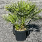 Palmička nízka (Chamaerops Humilis) - výška kmeňa 10-20 cm, celková výška 60-80 cm, kont. C20L/C30L  (-14°C) - 3 až 5 paliem v jednom kvetináči