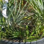 Palmička nízka (Chamaerops Humilis) ´CERIFERA´ (-17°C) výška kmeňa 10-20 cm, celková výška 60-90 cm, kont. C25L