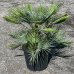 Palmička nízka (Chamaerops Humilis) ´CERIFERA´ (-17°C) výška kmeňa 10-20 cm, celková výška 60-90 cm, kont. C25L
