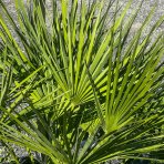 Palmička nízka (Chamaerops Humilis) - výška kmeňa 10-20 cm, celková výška 60-80 cm, kont. C20L/C30L  (-14°C) - 3 až 5 paliem v jednom kvetináči