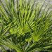Palmička nízka (Chamaerops Humilis) - výška kmeňa 10-20 cm, celková výška 60-80 cm, kont. C20L  (-14°C) 