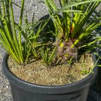 Palmička nízka (Chamaerops Humilis) - výška kmeňa 10-20 cm, celková výška 60-80 cm, kont. C20L/C30L  (-14°C) - 3 až 5 paliem v jednom kvetináči