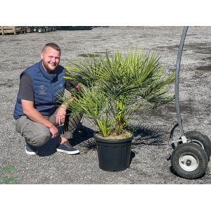 Palmička nízka (Chamaerops Humilis) - výška kmeňa 10-20 cm, celková výška 60-80 cm, kont. C20L/C30L  (-14°C) - 3 až 5 paliem v jednom kvetináči