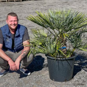 Palmička nízka (Chamaerops Humilis) ´CERIFERA´ ( -17°C) - výška 90-100 cm, Výška kmeňa: 30-40 cm, kont. C50L (-17°C)