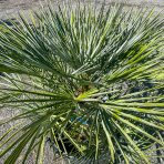 Palmička nízka (Chamaerops Humilis) ´CERIFERA´ ( -17°C) - výška 90-100 cm, Výška kmeňa: 30-40 cm, kont. C50L (-17°C)