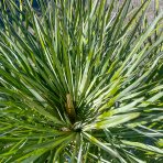 Palmička nízka (Chamaerops Humilis) ´CERIFERA´ ( -17°C) - výška 90-100 cm, Výška kmeňa: 30-40 cm, kont. C50L (-17°C)