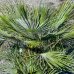 Palmička nízka (Chamaerops Humilis) ´CERIFERA´ (-17°C) výška kmeňa 10-20 cm, celková výška 60-90 cm, kont. C25L