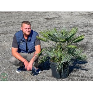 Palmička nízka (Chamaerops Humilis) ´CERIFERA´ (-17°C) výška kmeňa 10-20 cm, celková výška 60-90 cm, kont. C25L