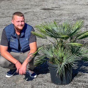 Palmička nízka (Chamaerops Humilis) ´CERIFERA´ (-17°C) výška kmeňa 10-20 cm, celková výška 60-90 cm, kont. C25L