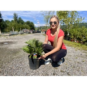 Palmička nízka (Chamaerops humilis) ´VULCANO´ - výška 35-40 cm, kont. C5L (-14°C)