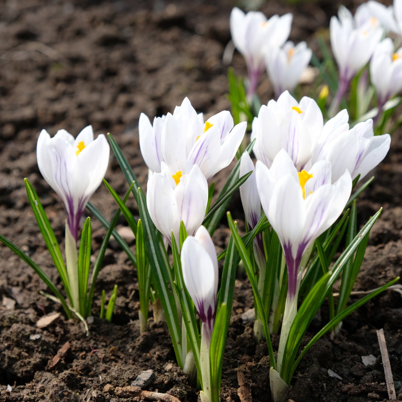 Obrázok Krokus (Crocus vernus) ´JEANNE d´Arc´ - 2-3 cibuľky v kvetináči, kont. P11